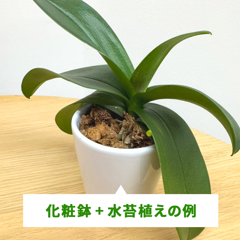 贈答用の化粧鉢+水苔植えの例