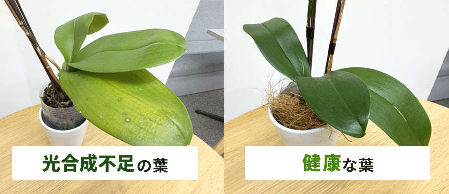 光合成不足の葉,健康な葉