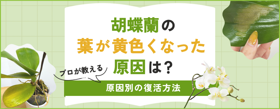 胡蝶蘭の葉が黄色くなるのはなぜ？原因別の復活方法をプロが解説！