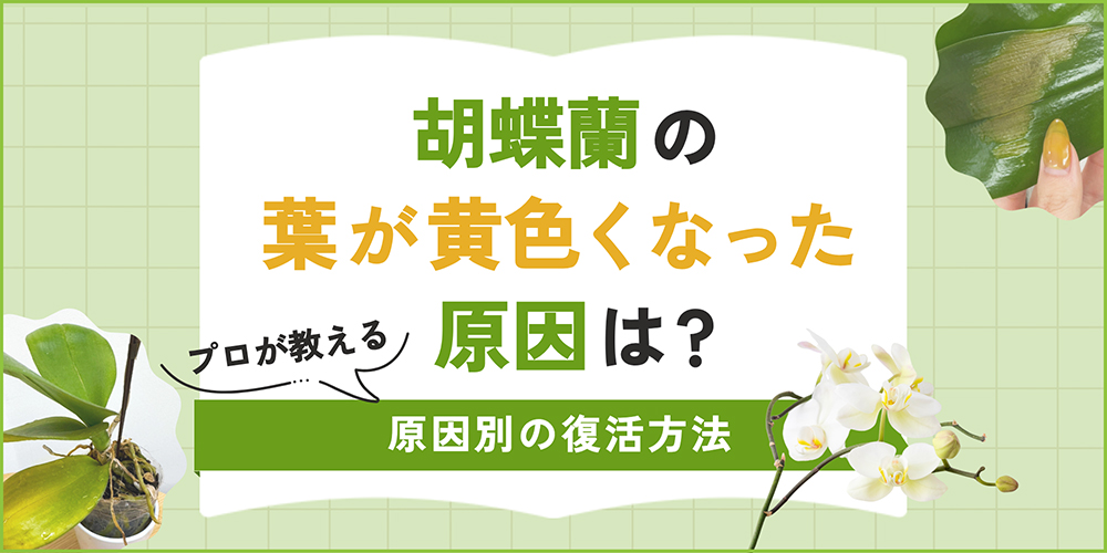 胡蝶蘭の葉が黄色くなるのはなぜ？原因別の復活方法をプロが解説！