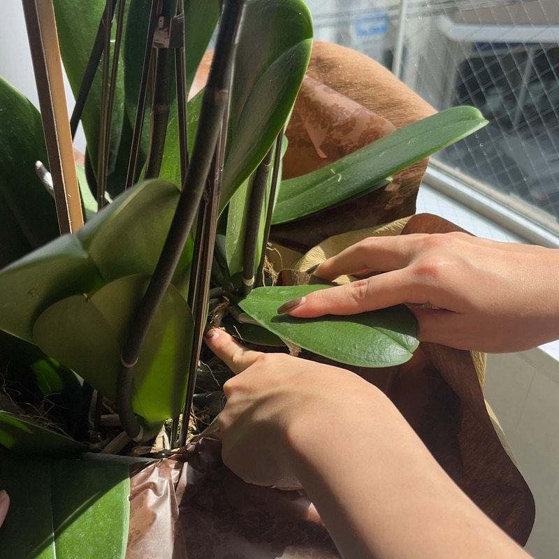 健康状態を確認する1