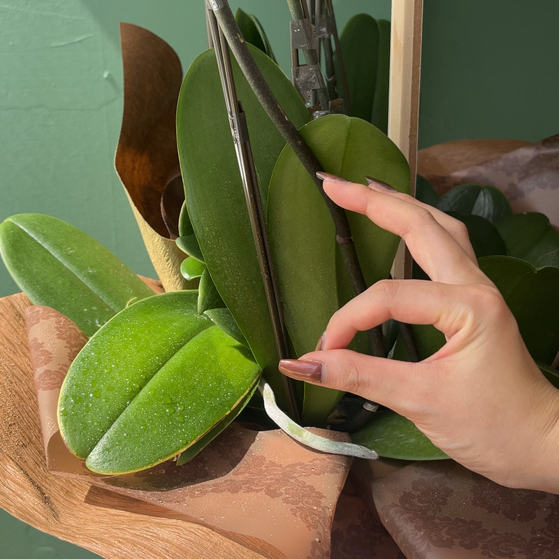 健康状態を確認する2