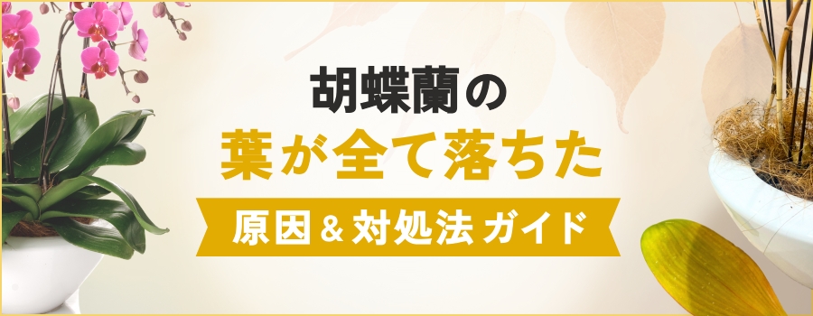 胡蝶蘭の葉が全て落ちた
