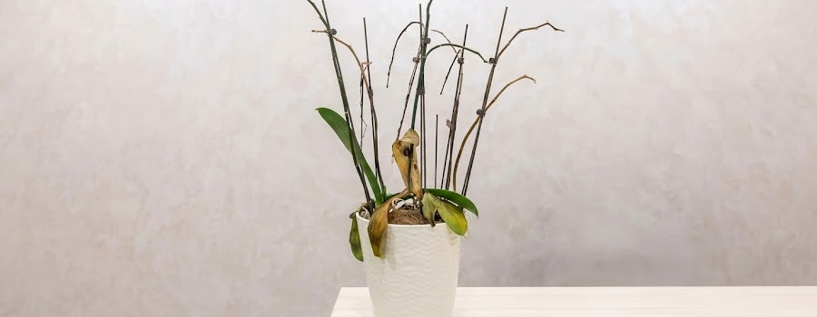 胡蝶蘭の花がしおれて落ちる4つの原因