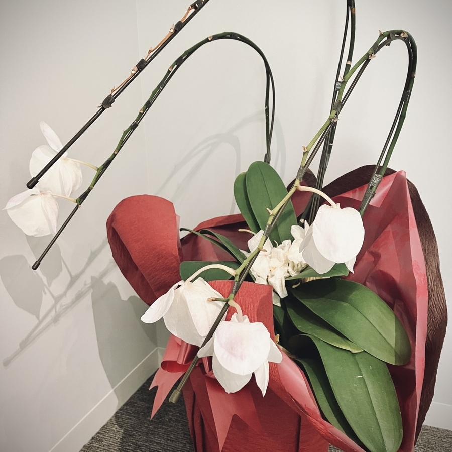 花が完全に落ちた胡蝶蘭の処理方法