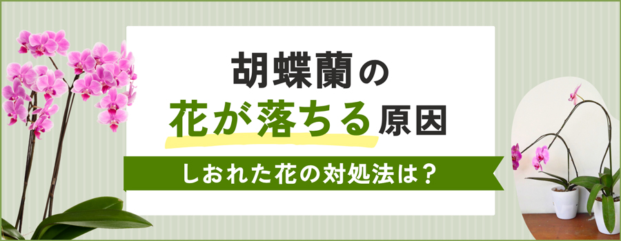 胡蝶蘭の花が落ちる原因