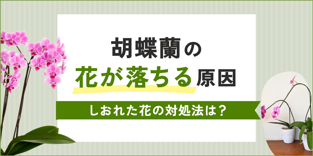 胡蝶蘭の花が落ちる原因は？しおれた花の対処法と長く楽しむための管理方法