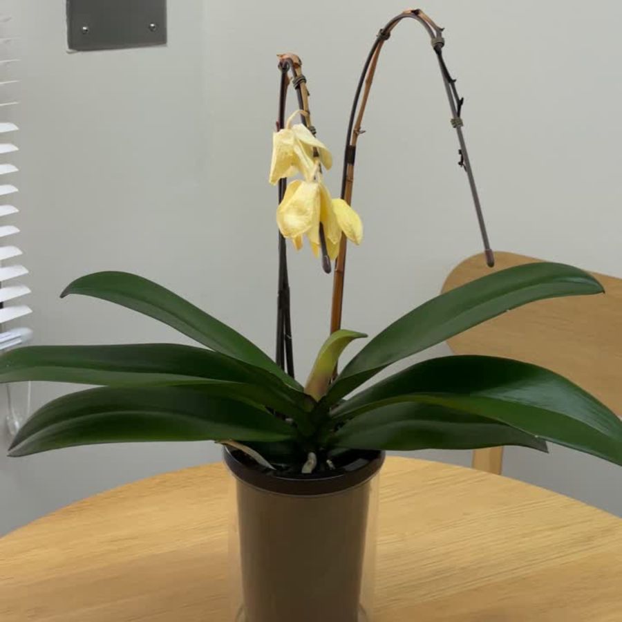 花びらがしおれて色褪せてきている