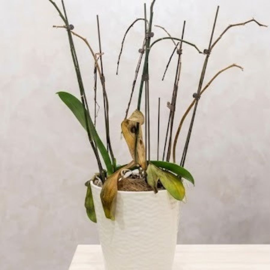 花茎が黄色くカサカサになっている