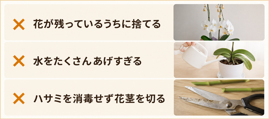 胡蝶蘭の花が終わった後にやりがちなNG行動3選