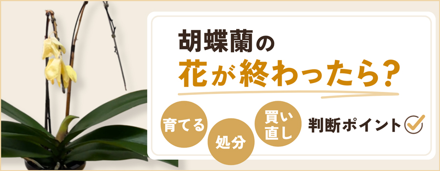 胡蝶蘭の花が終わったら？育てる・処分・買い直し判断ポイント