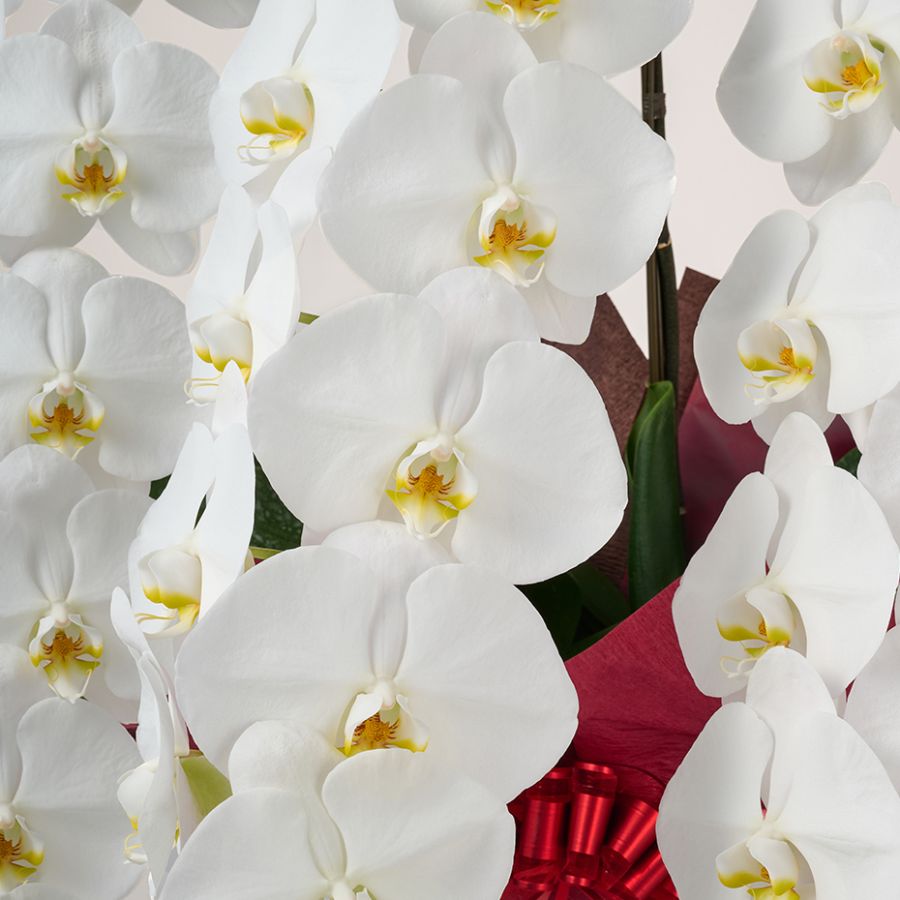 白い胡蝶蘭の花言葉｜「清純」「純潔」