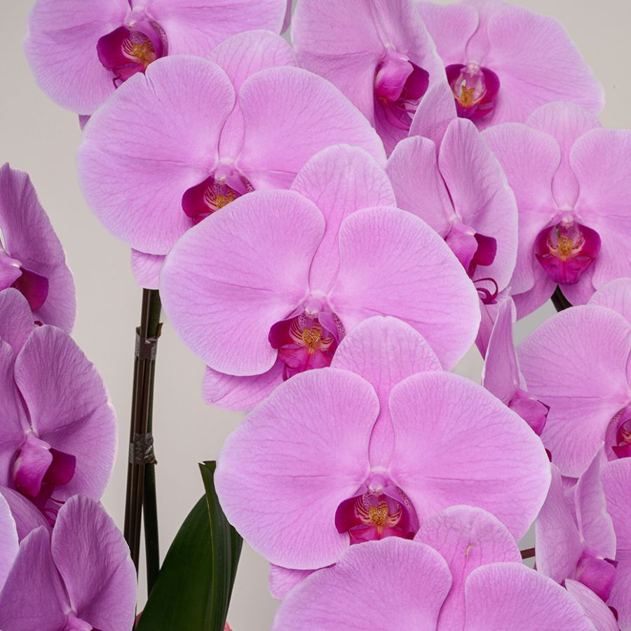 ピンクの胡蝶蘭の花言葉｜「あなたを愛しています」