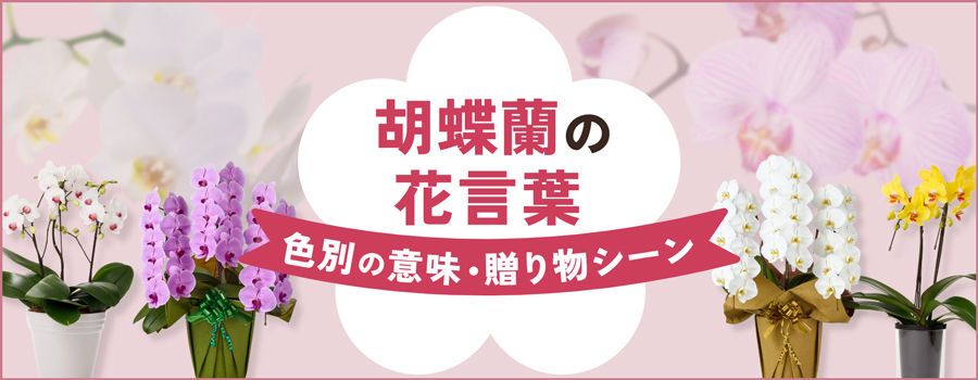 胡蝶蘭の花言葉
