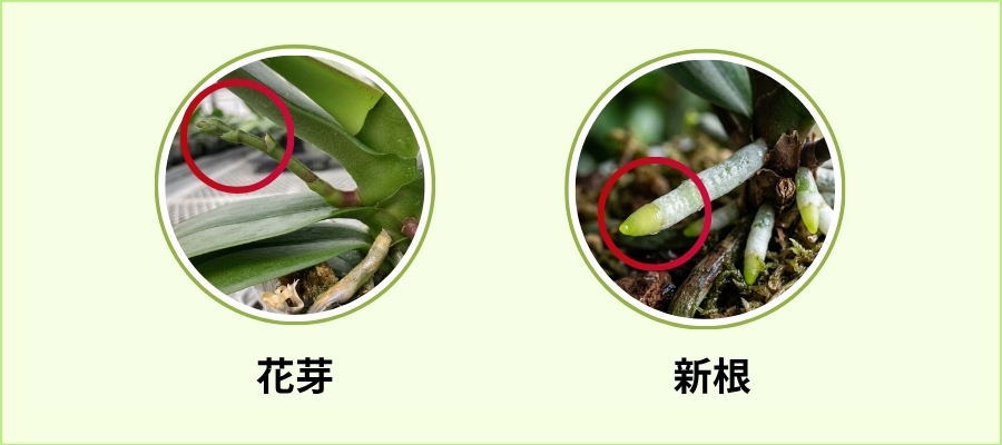 花芽と新根の違い｜生える場所・見た目・役割