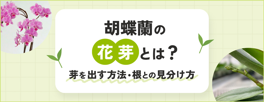 胡蝶蘭の花芽とは？芽を出す方法・根との見分け方