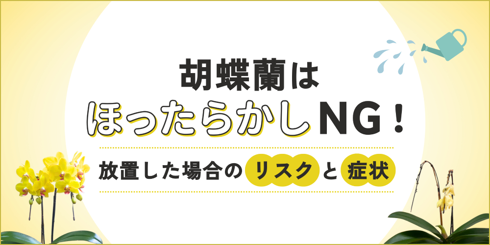 胡蝶蘭はほったらかしにすると枯れる？放置リスクと手軽に育てる方法を解説