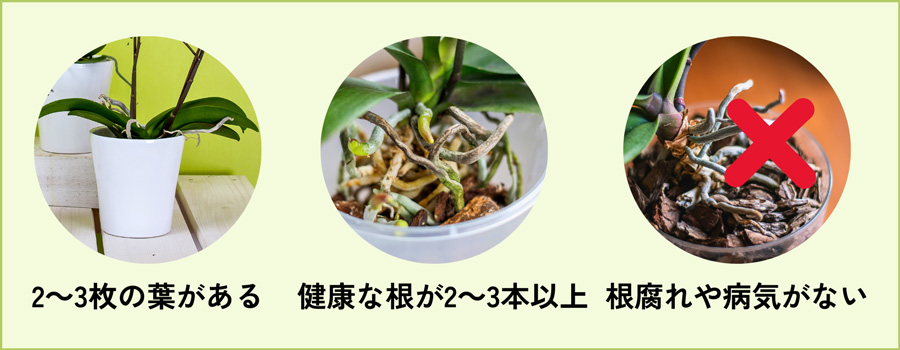 胡蝶蘭が株分けしても良い状態か要チェック