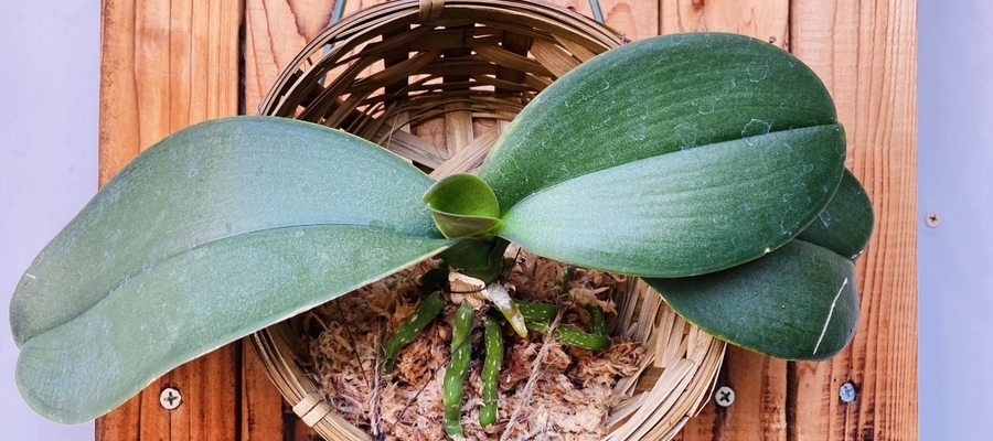 親株と子株を株分け