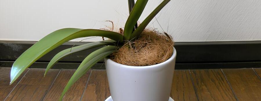 胴切りの作業手順