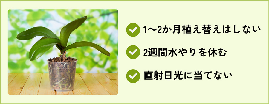 胡蝶蘭を株分け・胴切りした後はどうする？