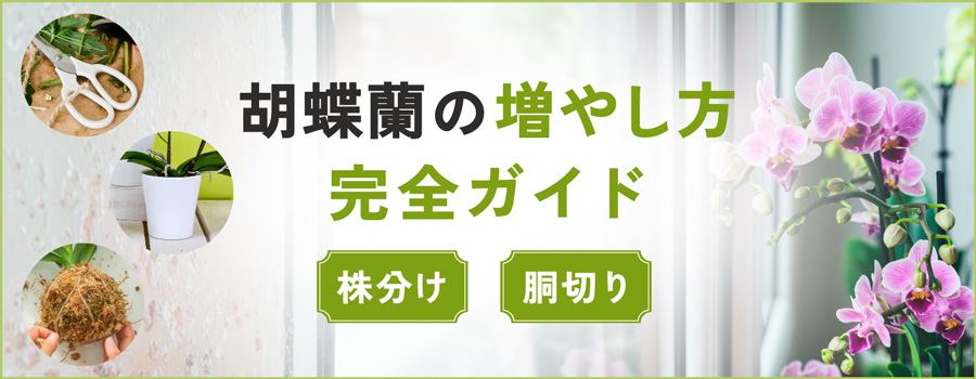 胡蝶蘭の増やし方完全ガイド