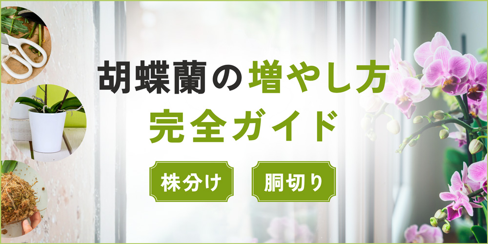 胡蝶蘭の簡単な増やし方は？上手に株分けする手順と注意点・管理方法を紹介