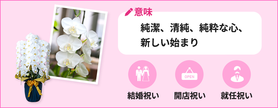 意味:純潔、清純、純粋な心、新しい始まり