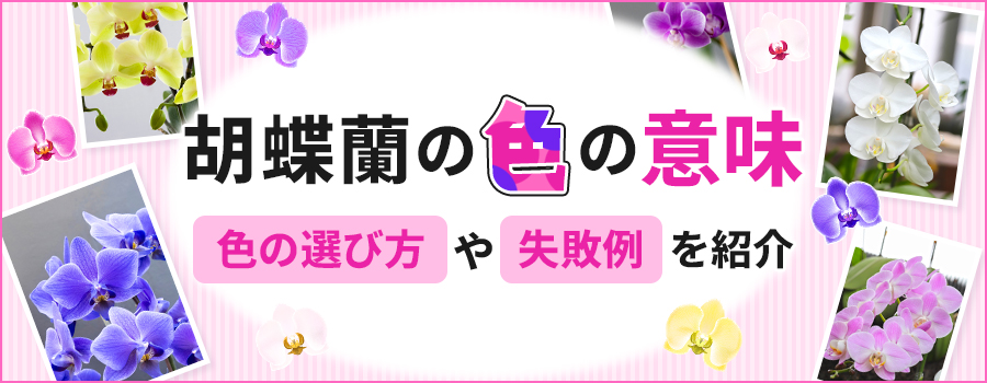 胡蝶蘭の色の意味 色の選び方や失敗例を紹介