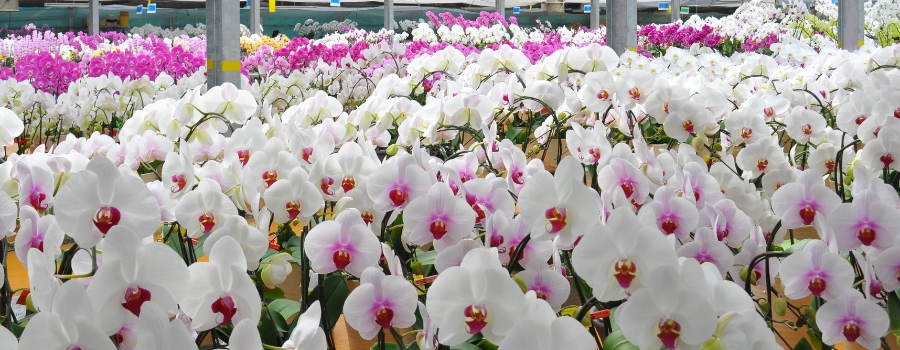 胡蝶蘭の開花時期は春（3～5月）｜本来の旬と通年購入できる理由