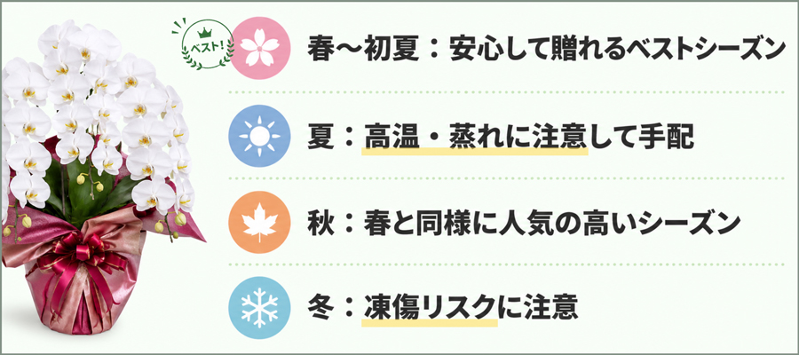 胡蝶蘭を贈る時期に決まりはある？季節別の贈答マナーと注意点