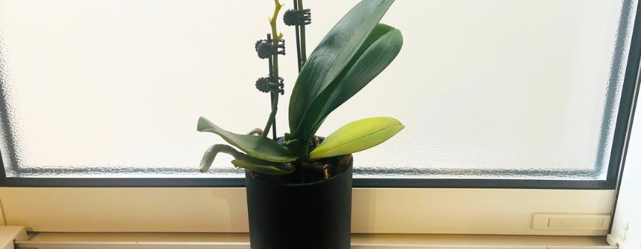 胡蝶蘭の花が終わる時期と再開花までの期間は？