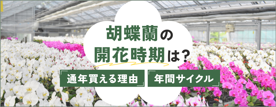 胡蝶蘭の開花時期は？