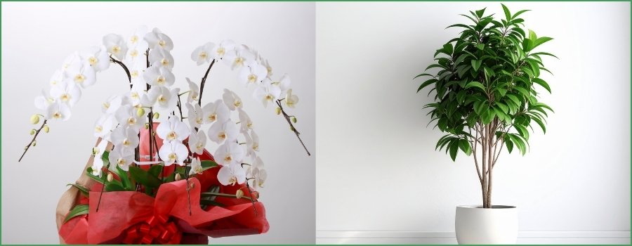 【一目でわかる】胡蝶蘭と観葉植物どっちを選ぶ？項目別の比較表