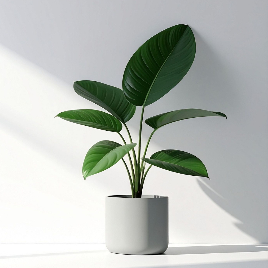 観葉植物の強み｜インテリア性と癒やし