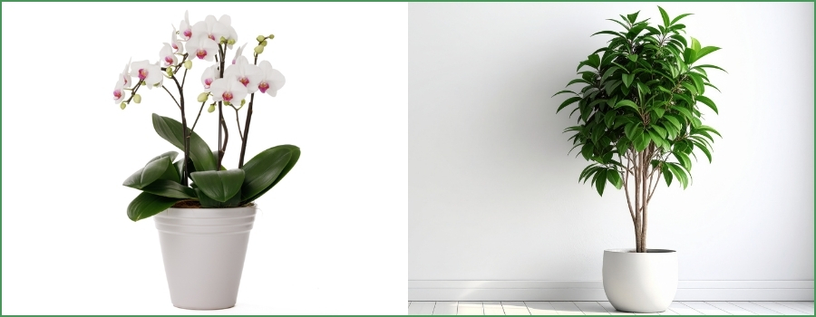 1～2万円｜ミディ～大輪胡蝶蘭3本立ち・中型観葉植物