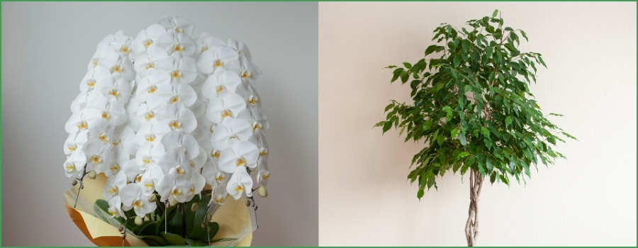 2万円以上｜大輪胡蝶蘭3本立ち以上・大型観葉植物