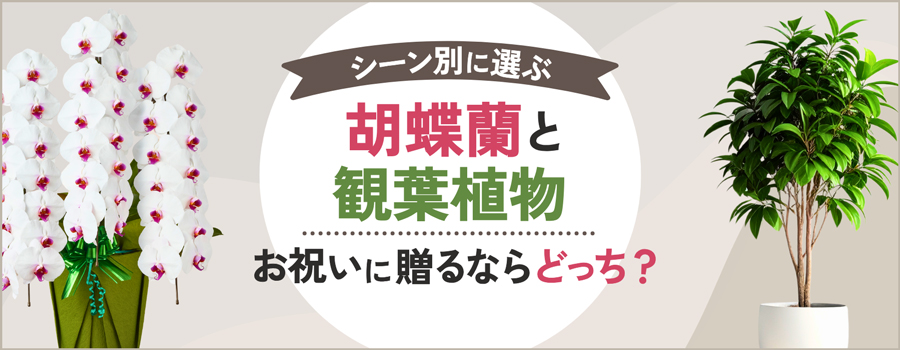 胡蝶蘭と観葉植物　お祝いに贈るならどっち？