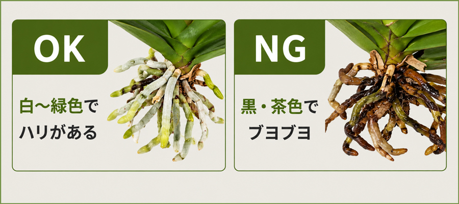 根の状態チェック