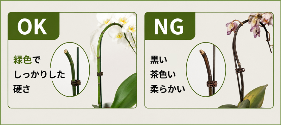 花茎の状態チェック