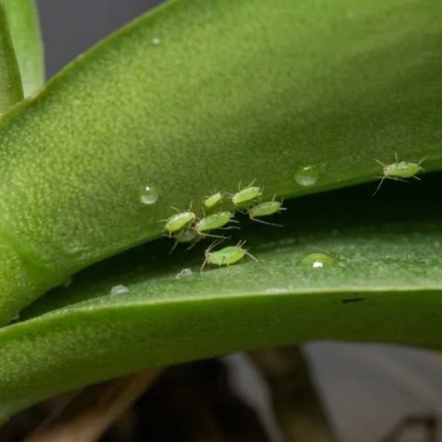 病気・害虫による被害