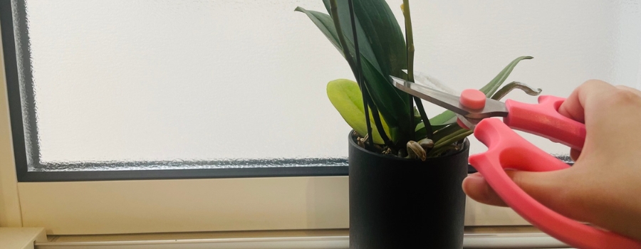 【花が落ちた・花が終わった】二度咲きを目指す3ステップ