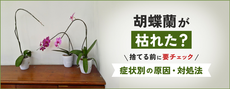 胡蝶蘭が枯れた？