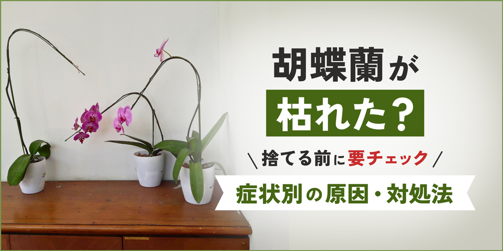 胡蝶蘭が枯れた？焦って捨てる前に要チェック！症状別の原因と対処法
