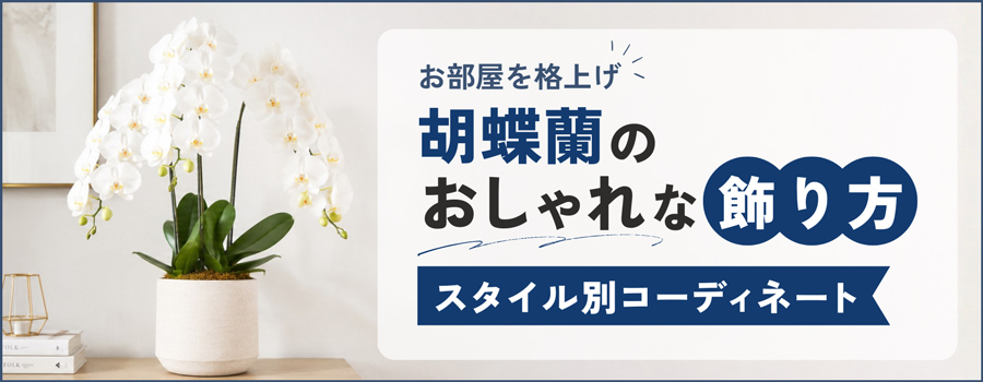 胡蝶蘭のおしゃれな飾り方