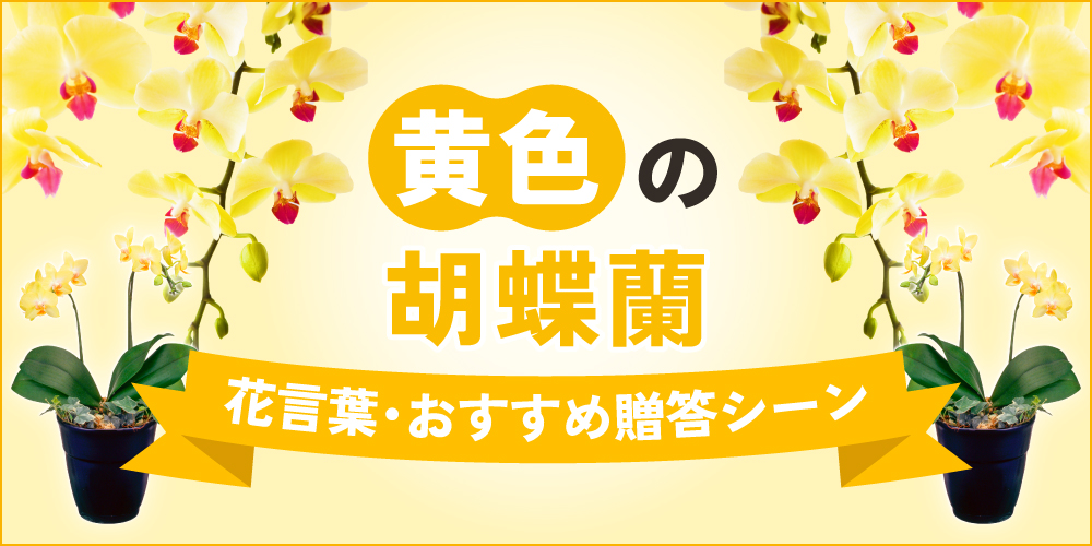 黄色い胡蝶蘭を贈る意味とは？花言葉やおすすめシーン・価格相場まで徹底解説