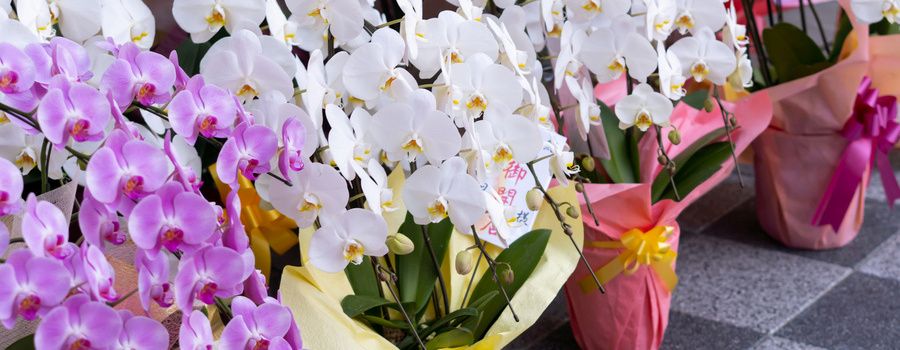 迷惑にならない胡蝶蘭の贈り方マナー