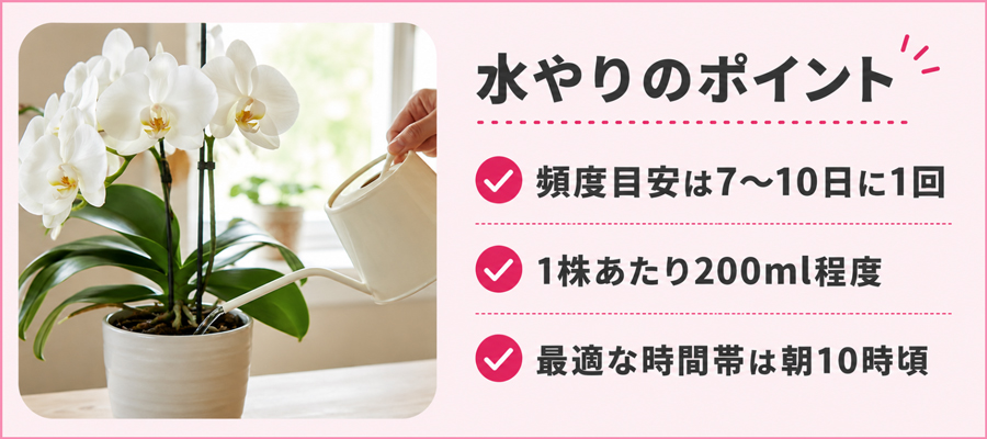 水やりのポイント