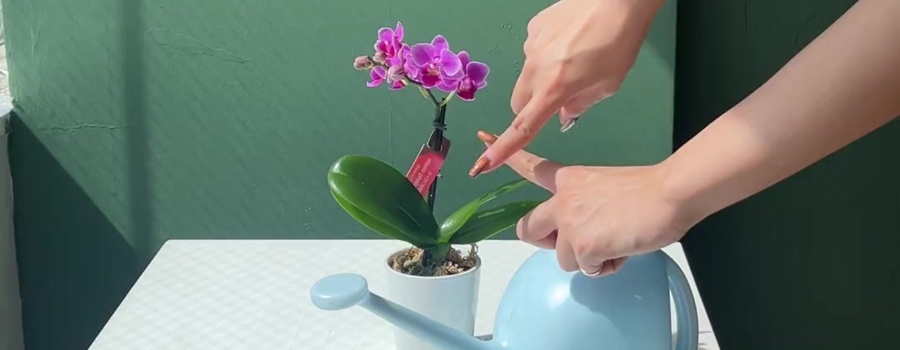 もらった胡蝶蘭でやりがち！水やりで失敗する5つのパターン