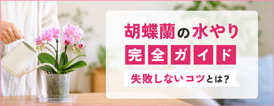 胡蝶蘭の水やり完全ガイド